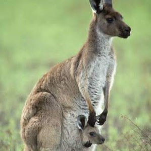 Meet your Posher, Lol